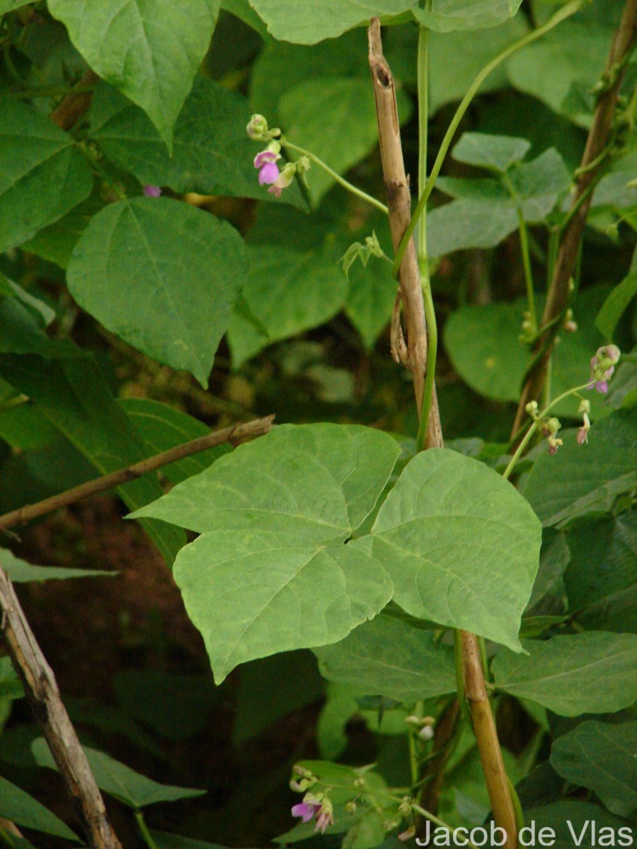 Phaseolus vulgaris L.